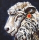 Sheepishly in Love - Sold